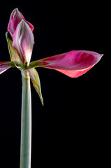 Bl&uuml;te einer Amaryllis, Amaryllidaceae,