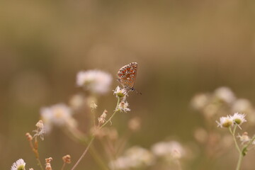 una farfalla licenide al tramonto