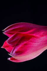 Bl&uuml;te einer Amaryllis, Amaryllidaceae,