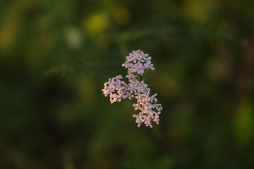 fiori al tramonto in un prato