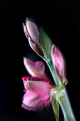 Bl&uuml;te einer Amaryllis, Amaryllidaceae,