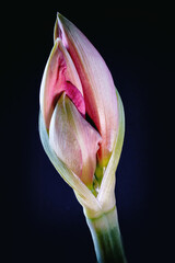 Bl&uuml;te einer Amaryllis, Amaryllidaceae,