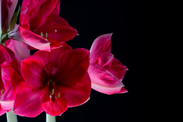 Bl&uuml;te einer Amaryllis, Amaryllidaceae,