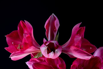 Bl&uuml;te einer Amaryllis, Amaryllidaceae,