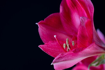 Bl&uuml;te einer Amaryllis, Amaryllidaceae,