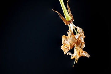 Bl&uuml;te einer Amaryllis, Amaryllidaceae,