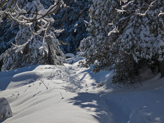 Winter Landscape of Vitosha Mountain, Bulgaria