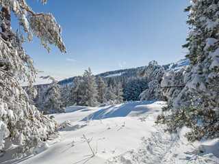 Winter Landscape of Vitosha Mountain, Bulgaria