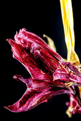 Bl&uuml;te einer Amaryllis, Amaryllidaceae,