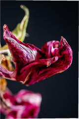 Bl&uuml;te einer Amaryllis, Amaryllidaceae,