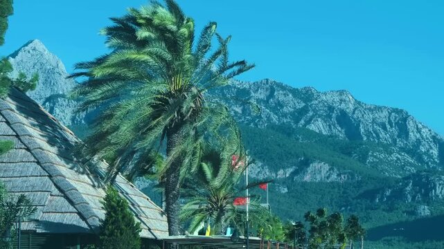 On a background of the mountains, red flags and the Turkish flag flutter in the storm wind, as do the branches of a palm tree growing nearby
