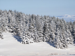 Winter Landscape of Vitosha Mountain, Bulgaria
