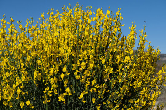 Close-up of the branches of the broom (Spartium junceum) with its dense yellow flowers. A nature photograph with vivid colors and high contrast.