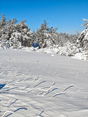 Winter Landscape of Vitosha Mountain, Bulgaria