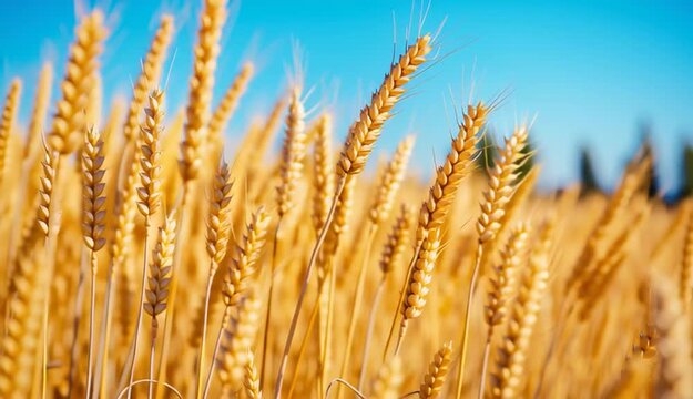 Golden ripe wheat stalks in agricultural field, close-up of wheat ears with detailed grain texture