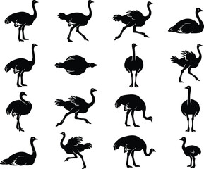 Fototapeta premium Comprehensive collection of black ostrich silhouette vector graphics featuring various poses like running and standing isolated on white background for wildlife design
