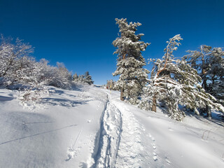 Winter Landscape of Vitosha Mountain, Bulgaria