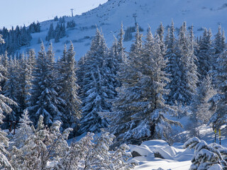 Winter Landscape of Vitosha Mountain, Bulgaria