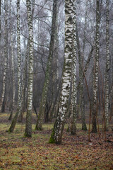 Obraz premium A detailed view of several silver birch tree trunks with distinctive black and white bark, standing in a quiet autumn forest with a ground covered in brown fallen leaves.