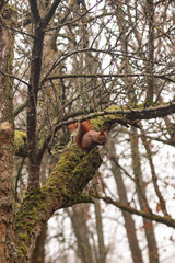 Fototapeta premium A red squirrel perched on a mossy tree branch in a winter forest. The animal is captured in a natural setting among bare branches under a soft, overcast mountain sky.