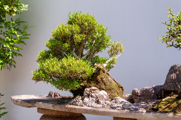 Bonsai tree grown on rock slab, trained miniature tree with exposed roots, moss-covered stone and sculpted canopy, displayed in classical penjing style against clean neutral background.