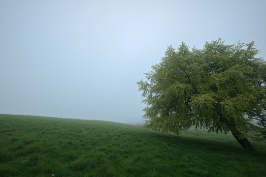 A solitary tree stands in a foggy meadow during early morning. Mist covers the landscape, creating a calm and mysterious atmosphere. Peaceful nature scene. West Lothian, Scotland - Powered by Adobe