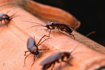 cockroaches on the roof, invading the house, insect infestation.