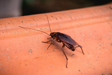 cockroaches on the roof, invading the house, insect infestation.