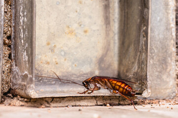 cockroach coming out of a rain gutter in the yard, pest, insect infestation