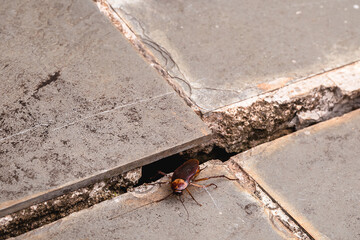 cockroach coming out of holes in the ground, need for pest control, pests and insect infestation in the yard