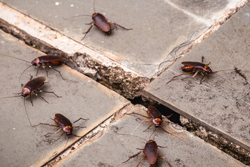 cockroach coming out of holes in the ground, need for pest control, pests and insect infestation in the yard