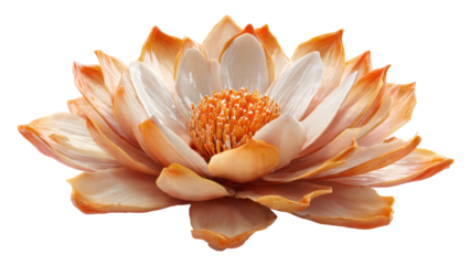 Elegant orange and white lotus flower