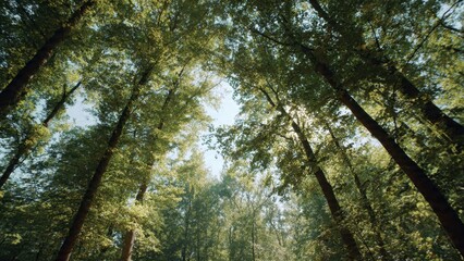Fototapeta premium Forest canopy with sky and sunlight