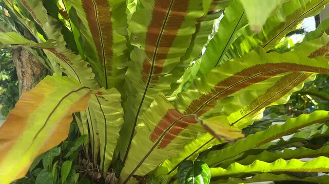 dancing light patterns on palm tree leaves