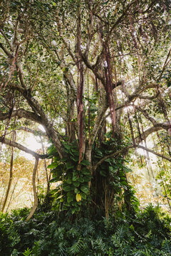 Bayan Tree