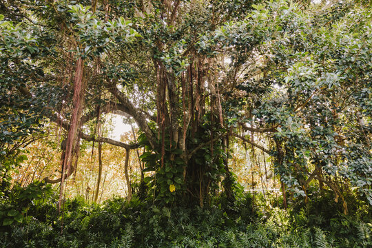Bayan Tree