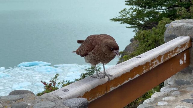 Close-up of a Chimango Caracara bird perched on a wooden railing with Perito Moreno Glacier in the background. Patagonia wildlife, travel and eco-tourism concept. 4k 60fps, High frame rate 