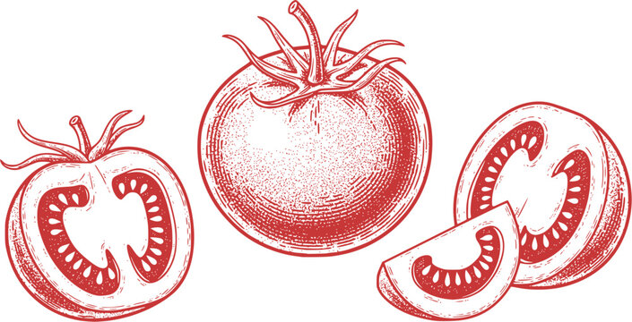 Three detailed vintage tomato illustrations in black and white on a white background
