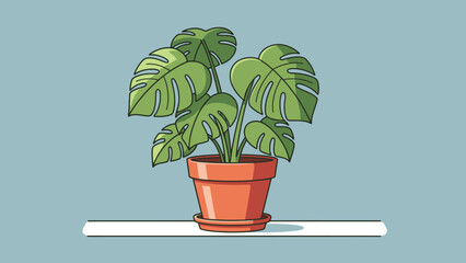 Lush green Monstera deliciosa houseplant in a terracotta pot. © Kelik
