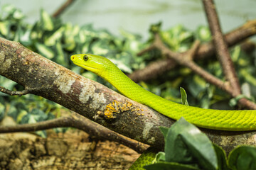 Fototapeta premium Eien grüne Peitschennatter oder Ahaetulla.