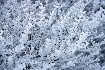 Close up view of frost covered branches in a forest on a cold winter day.