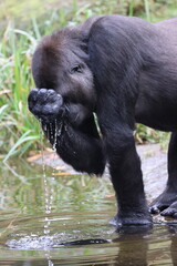 Western Lowland Gorilla washing face
