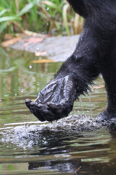 Western Lowland Gorilla washing hands