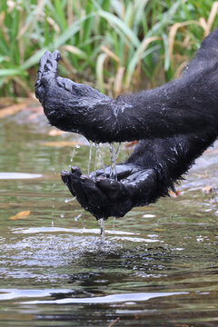 Western Lowland Gorilla washing hands