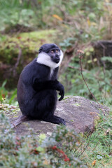 Allochrocebus lhoesti monkey in zoo
