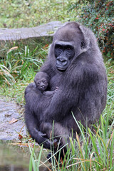 Western Lowland Gorilla with baby
