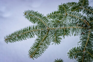Close up image of a spruce branch covered in frost with snow in the background.