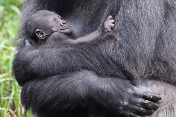 Western Lowland Gorilla with baby
