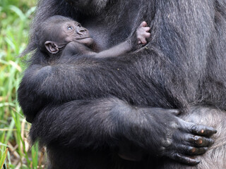 Western Lowland Gorilla with baby