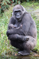 Western Lowland Gorilla with baby